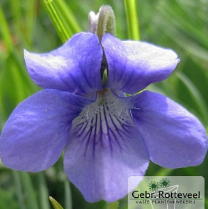 Viola odorata 'Königin Charlotte'