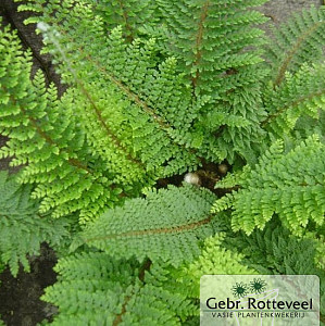 Polystichum set. 'Herrenhausen'