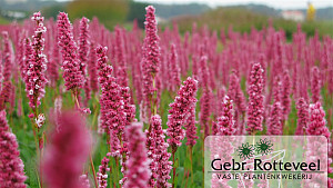 Persicaria aff. 'Donald Lowndes'