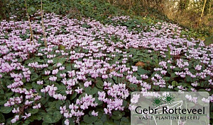 Cyclamen coum