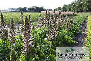 Acanthus hungaricus 'White Lips'