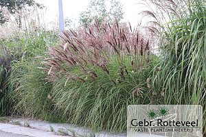 Miscanthus sin. 'Red Chief'