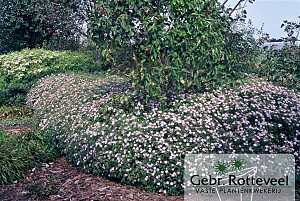 Aster ageratoides 'Asran'