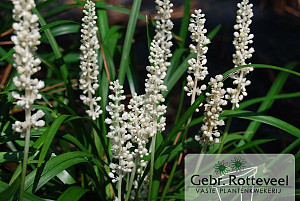 Liriope muscari 'Monroe White'