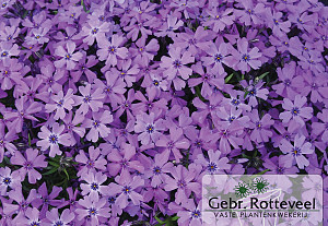 Phlox (S) 'Purple Beauty'