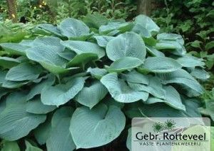 Hosta 'Elegans'