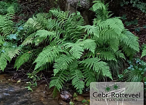 Athyrium filix-femina