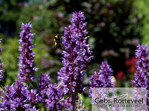 Agastache Beelicious Purple