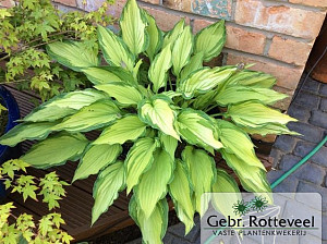 Hosta 'Fortunei Albopicta'