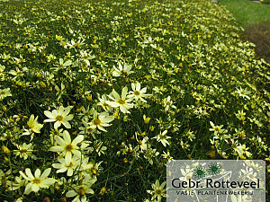 Coreopsis vert. 'Moonbeam'