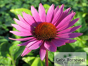 Echinacea purp. 'Magnus'