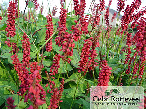 Persicaria amplex. 'JS Caliente'