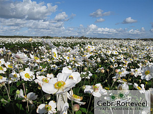 Anemone hyb. 'Honorine Jobert'