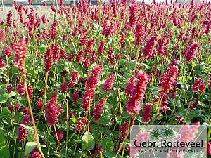 Persicaria amplex. 'Lisan'