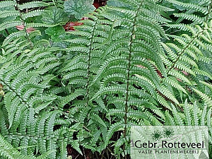 Dryopteris affinis