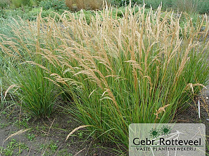 Achnatherum calamagrostis 'Algäu'