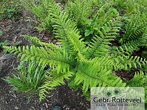 Dryopteris filix-mas