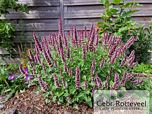 Agastache Beelicious Pink