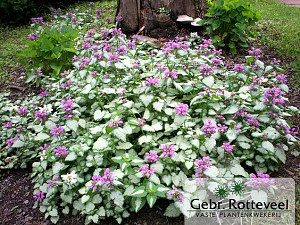 Lamium mac. 'Beacon Silver'