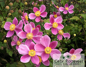 Anemone hyb. 'Bowles Pink'