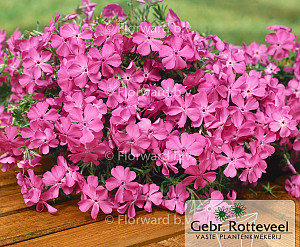 Phlox (S) 'MacDaniel's Cushion'