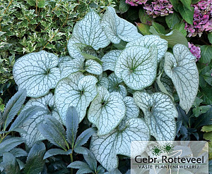 Brunnera macr. 'Alexanders Great'