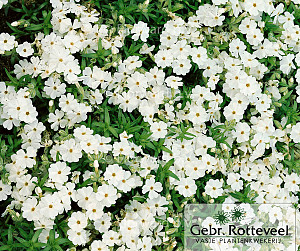 Phlox (S) 'Maischnee'