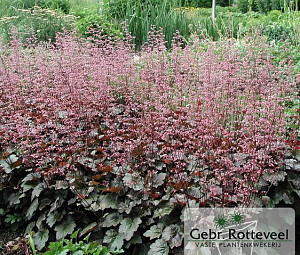 Heuchera 'Rachel'