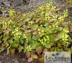 Epimedium perralc. 'Frohnleiten'