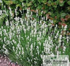 Lavandula ang. 'Arctic Snow'