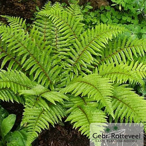 Polystichum polyblepharum