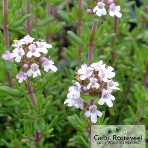 Thymus v. 'Compactus'