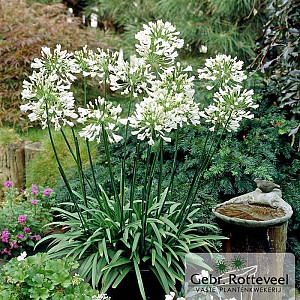 Agapanthus africanus 'Albus'