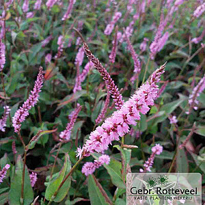 Persicaria amplex. 'Pink Elephant'