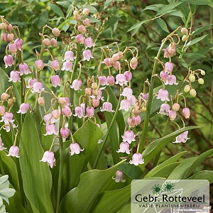 Convallaria maj. 'Rosea'