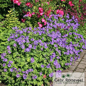 Geranium magnificum 'Rosemoor'