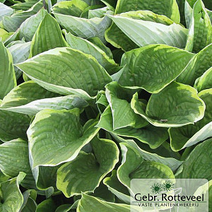 Hosta 'Fortunei Aureomarginata'