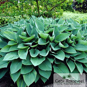 Hosta 'Fortunei Hyacinthina'