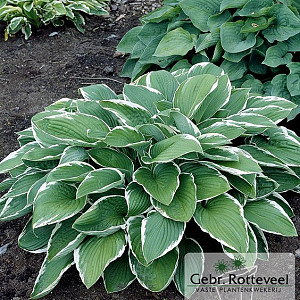 Hosta 'Francee'