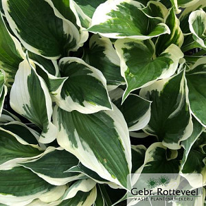 Hosta 'Patriot'