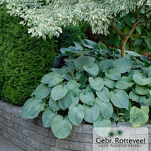 Hosta sieboldiana