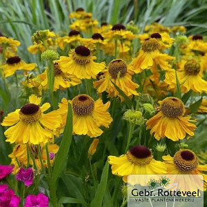 Helenium bigelovii 'The Bishop'