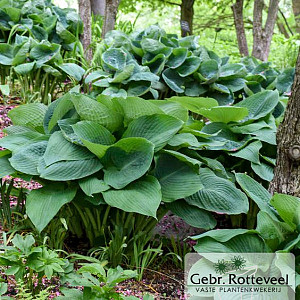 Hosta 'Big Daddy'