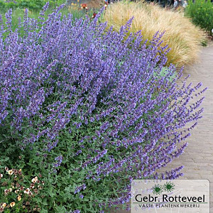 Nepeta 'Walker's Low'