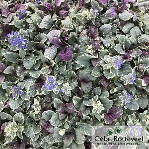 Ajuga reptans 'Burgundy Glow'