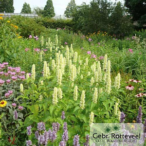 Agastache rugosa 'Alabaster'