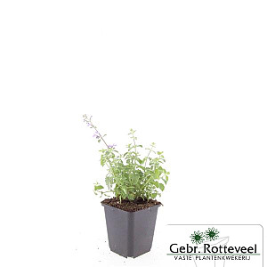 Nepeta 'Grol'