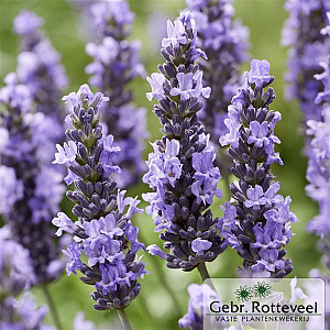 Lavandula intermedia 'Sensational'