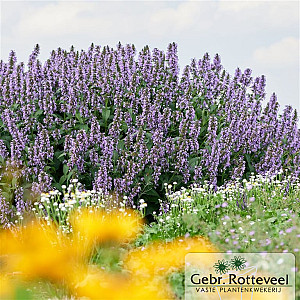 Nepeta Magical Mr Blue Sky